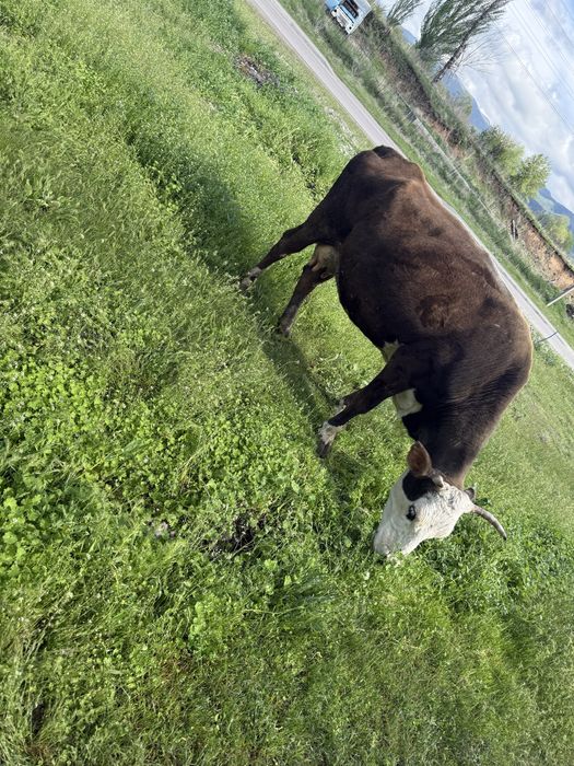 Домашняя корова с теленком