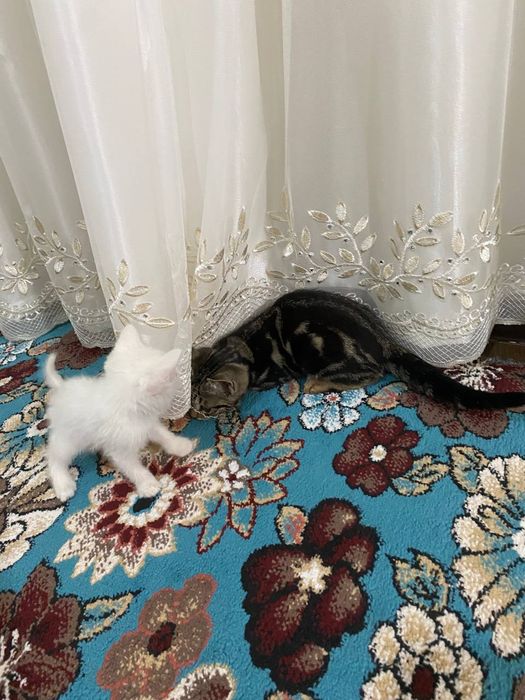 Отдам котят в хорошие руки