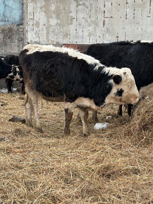 Продам телочку цена договорная