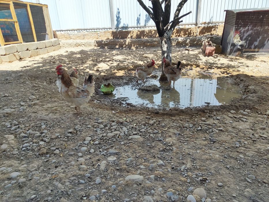 Продам  кур загорская лососьовый