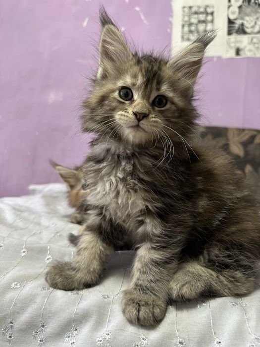 Котята Мейнкуны полидакты