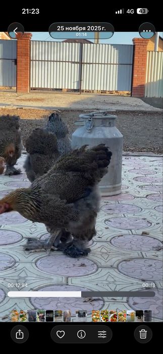 Куры, парода брама. Светлые