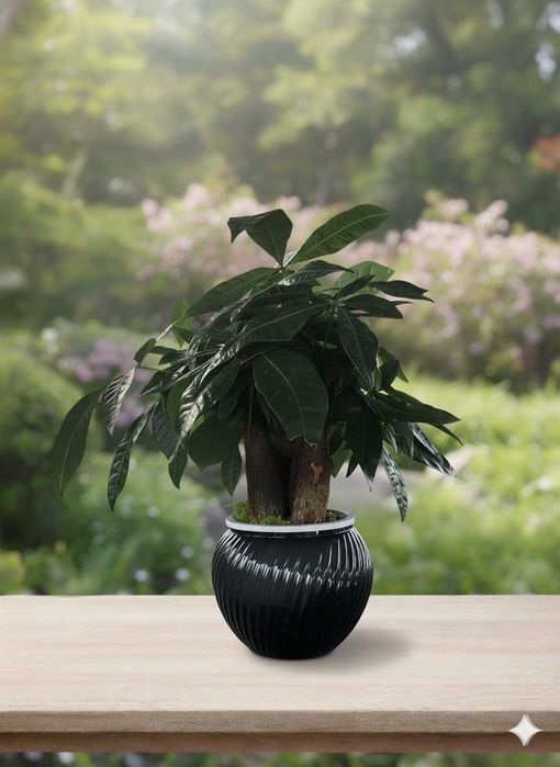 Живые деревья бонсай +40 лет, +30 см