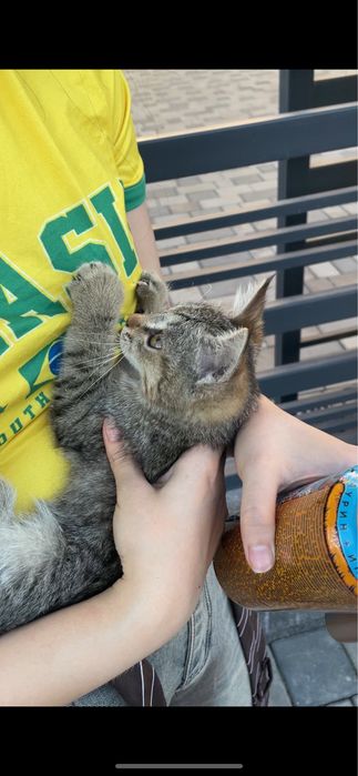 Котёнок ищет дом