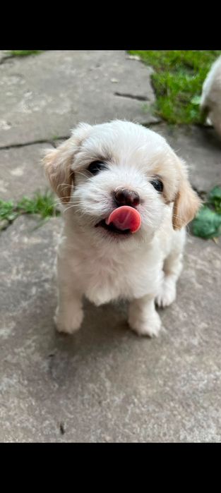 Pui bichon maltez