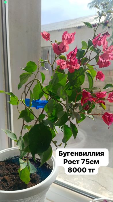 Цветы, домашные