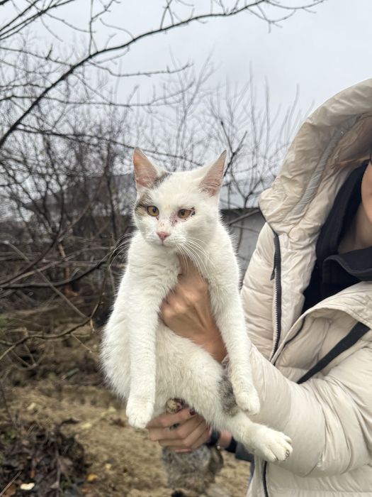 Pisicute Mici spre Adopte Urgent!!