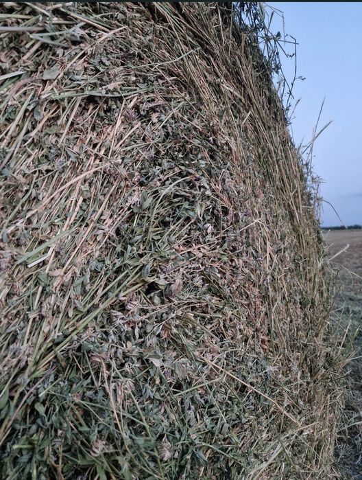 Vând baloti lucerna
