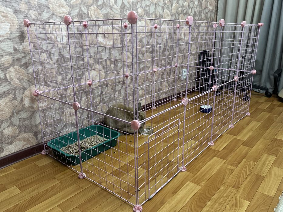 декоративный кролик