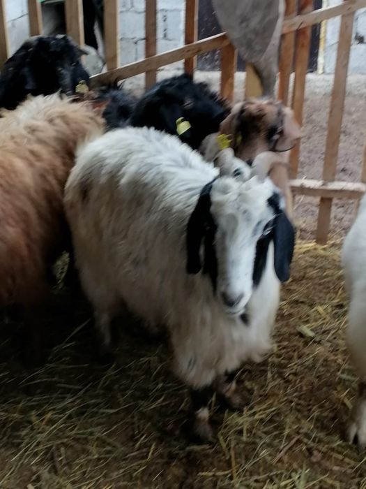 Семиз серке ешкилер