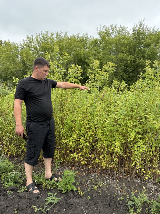 Яблони ель газон туя