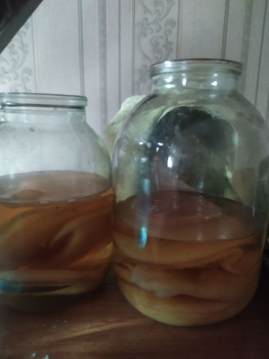 Продается чайный гриб