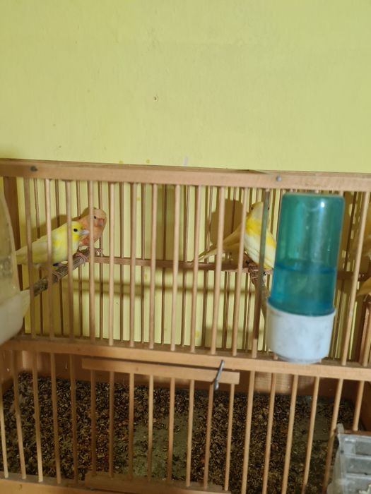 Pui de canari 2025