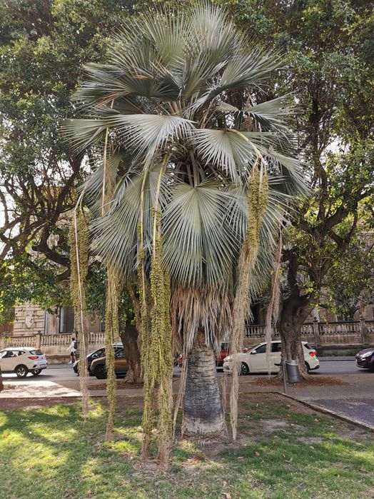 Продавам семена за палми