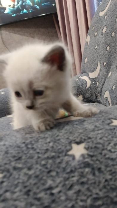 Котята скотиш страйт