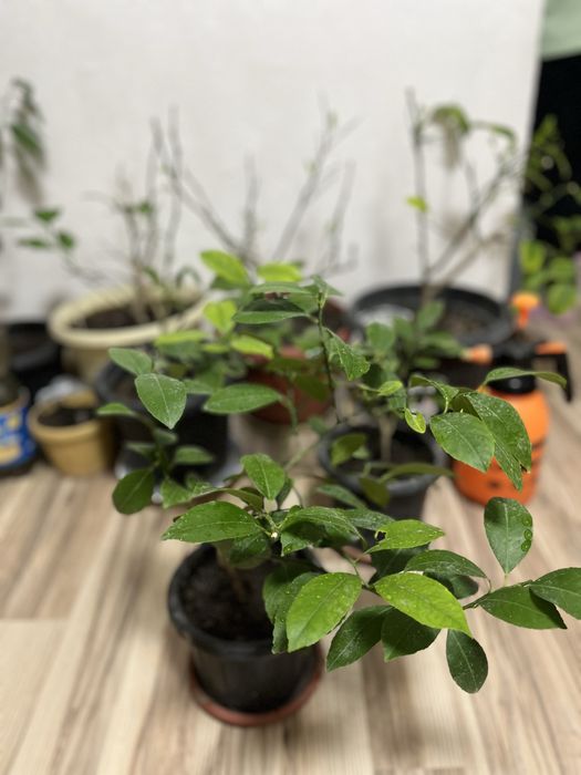 Продам лимон мейера