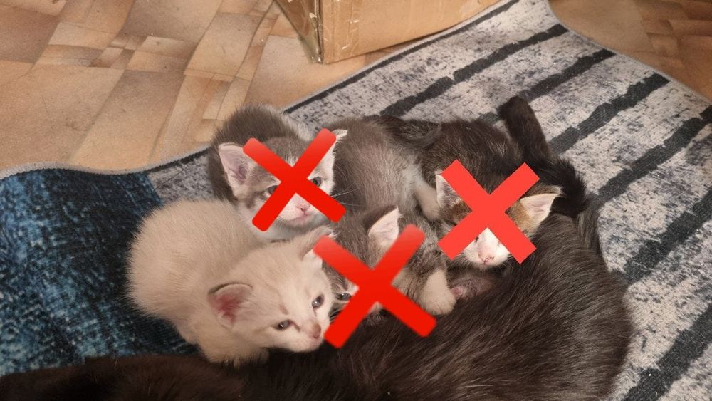 отдаю котят мальчиков в добрые руки