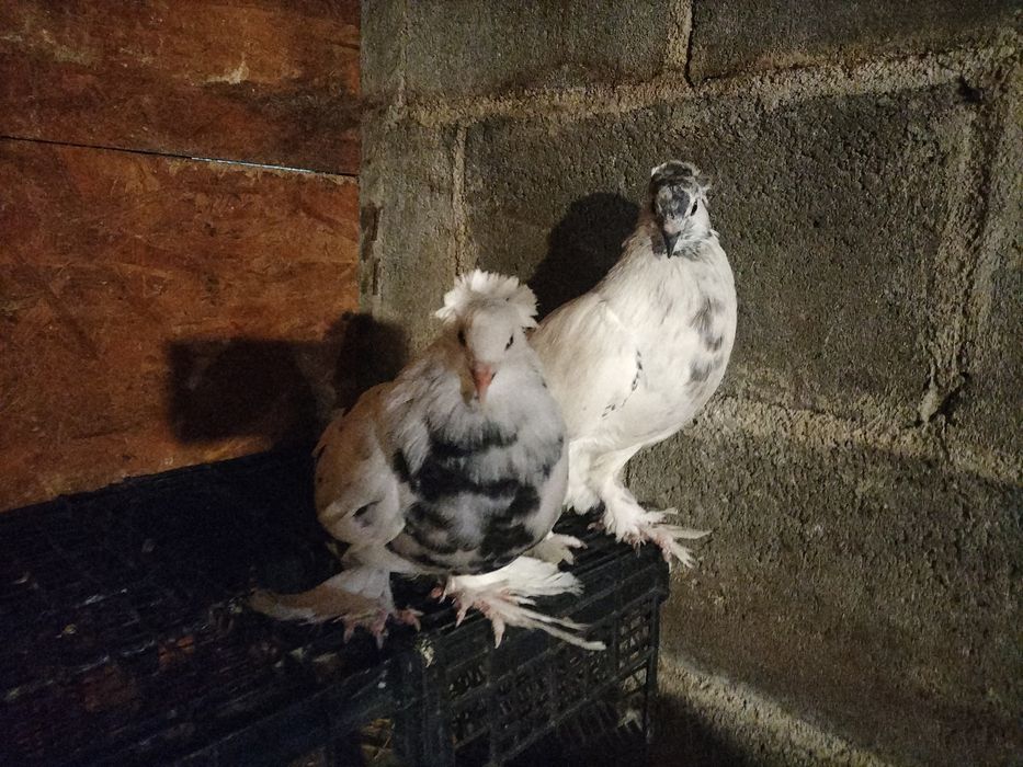 Vând porumbei Uriaș Maghiar..