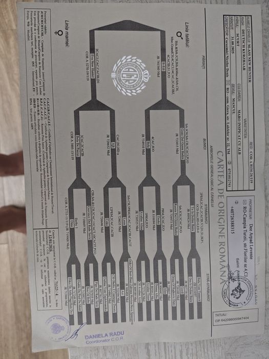 Brac german cu pedigree