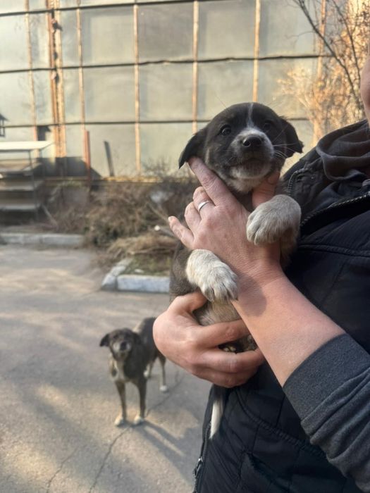 Красотки звоночки