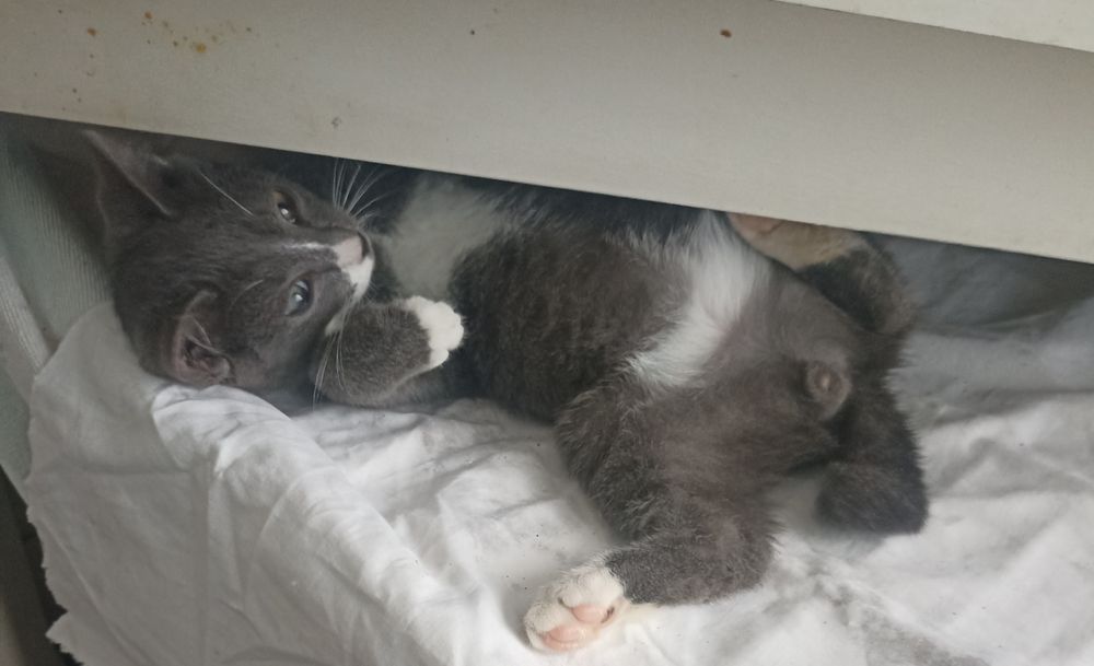 Котенок,мальчик ,2,5 мес в добрые рукии