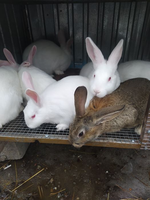 Продам кроликав продам