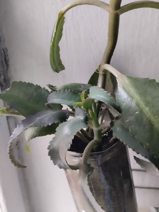 Каланхоэ лекарственное .