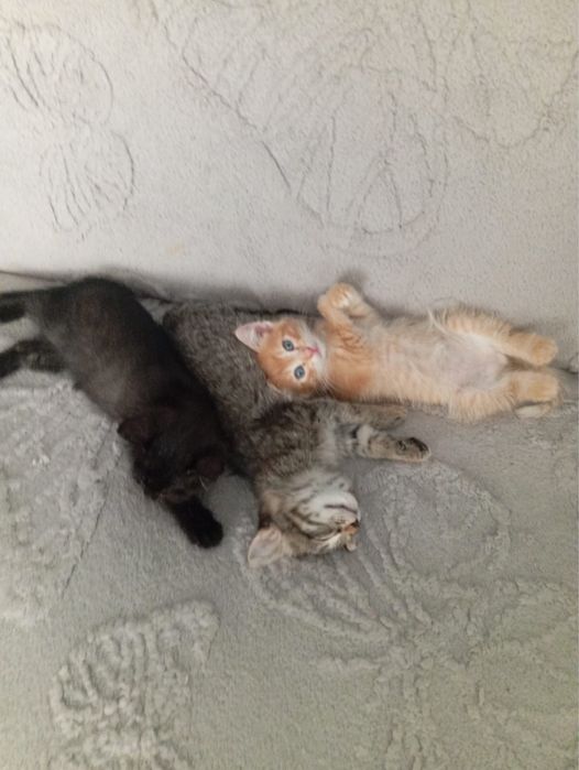 Котята  девочки и мальчики ищут дом