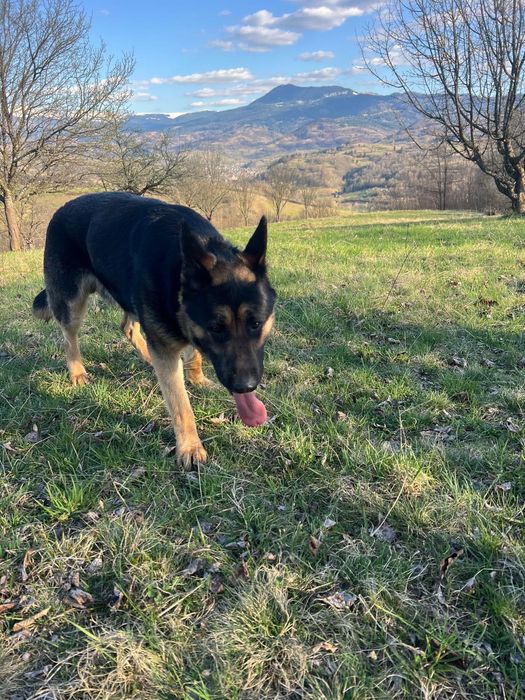 Caine Ciobanesc German