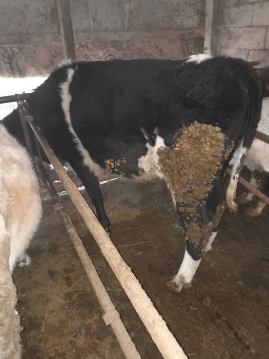 Продаётся  мясной