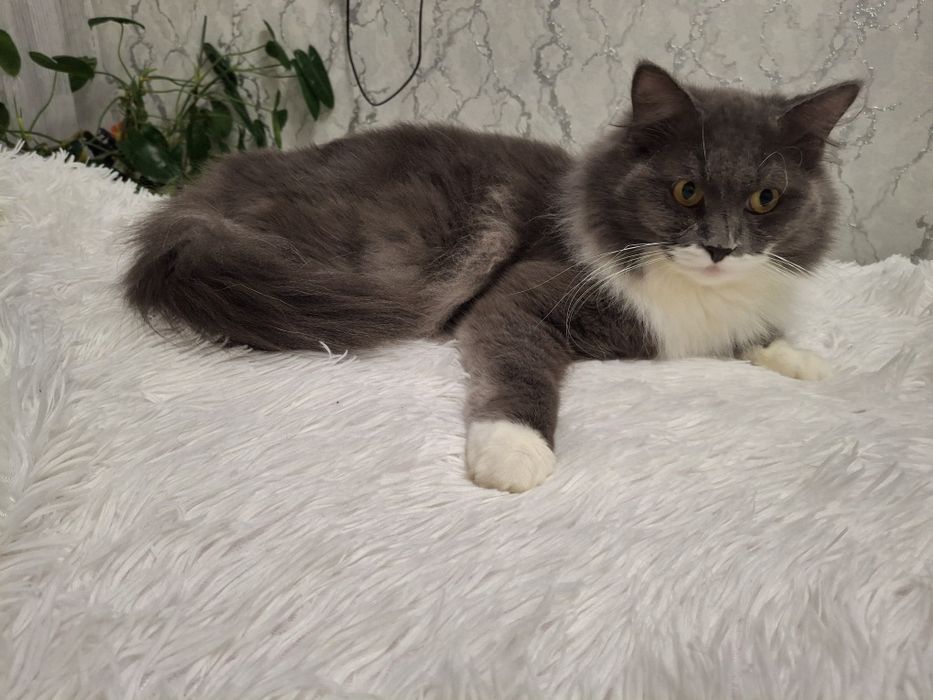 Отдам кота в добрые руки