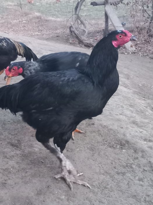 Хўрозлар даканг соғлом