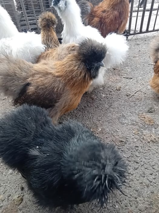 Oua matase japoneza de vanzare