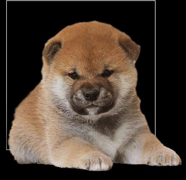 Сиба Ину (Шиба Ину)