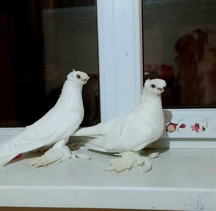 Голуби готовый пара Гулбадамы