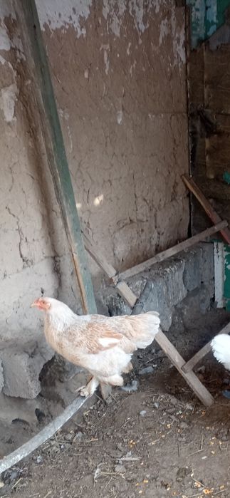 тауық тауық тауық