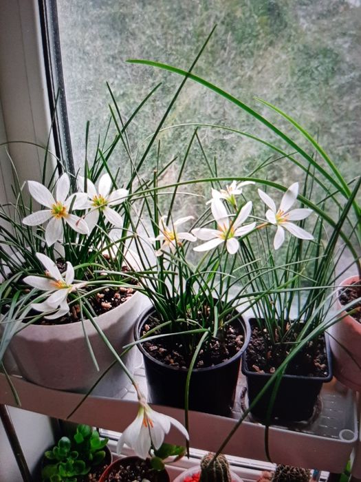 Комнатные цветочки