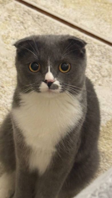 Кошка Scottish Fold (Шотланд вислоухий)