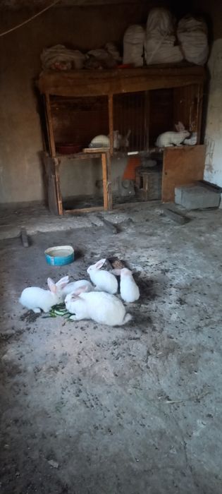Қояндар бар сатылатын