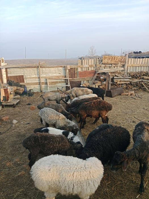 6 бас қозылы қой сатам