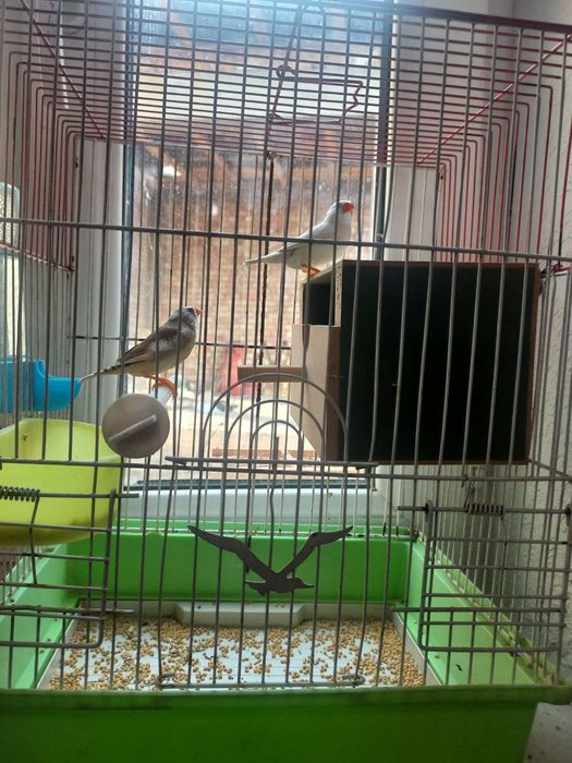 Amadinka qushi qafas gul bonus