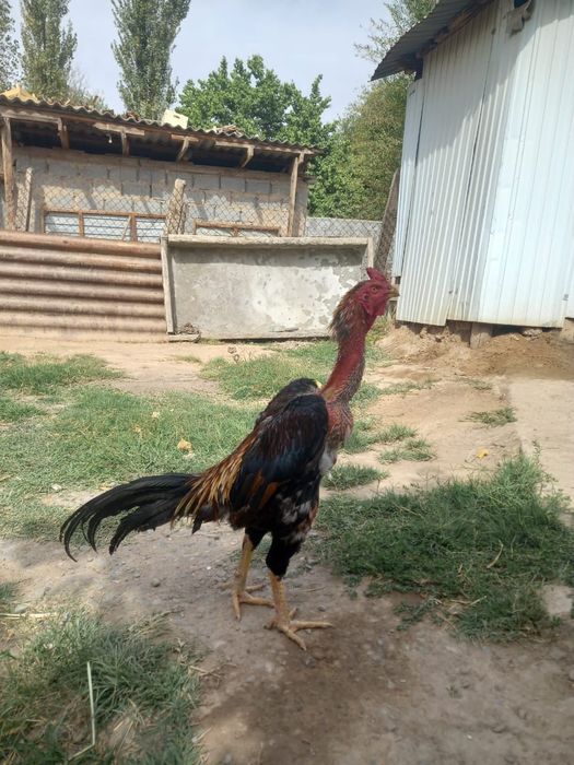 Корец қораз сатылады тауығы мен.