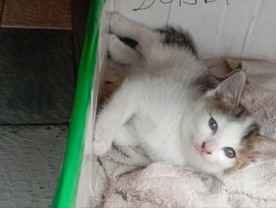 Mushuk Bolalari 3ta bor