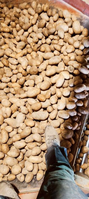 Cartofi de consum alb  Captiva, si rosu sunred egalizat