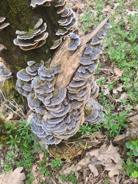 Tincturi dubla extractie Coada curcanului, Ganoderma, (reishi) etc
