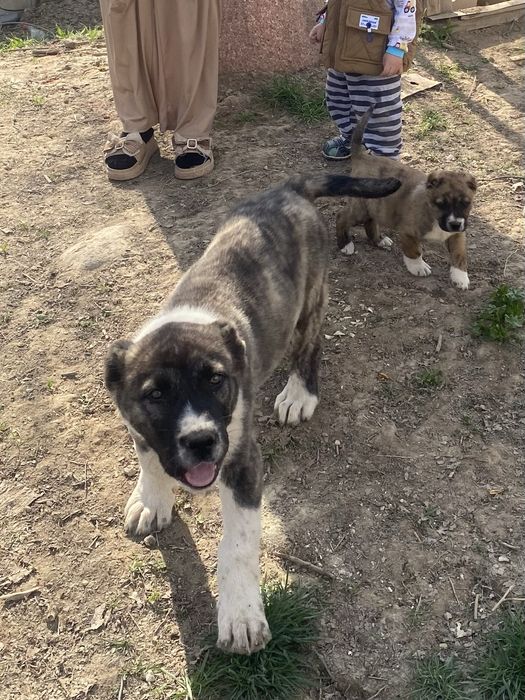 Продам щенка сын Миллиончика 5 месецев алабай сао