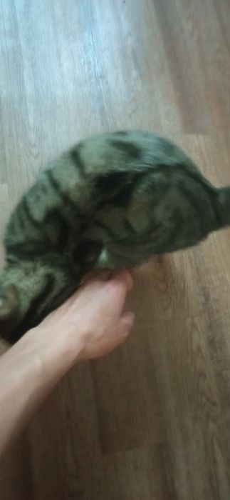 Отдадим подрощенного катёнка