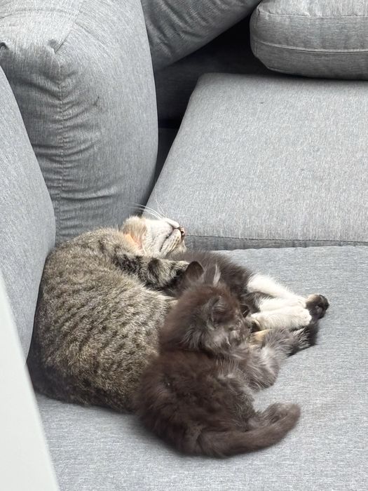 Два шикарных котенка в добрые руки