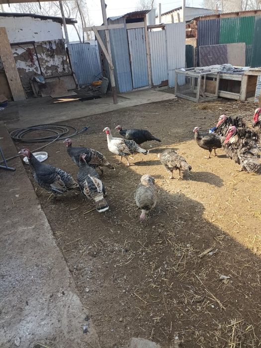 Индюк сатылады жақсы бағада