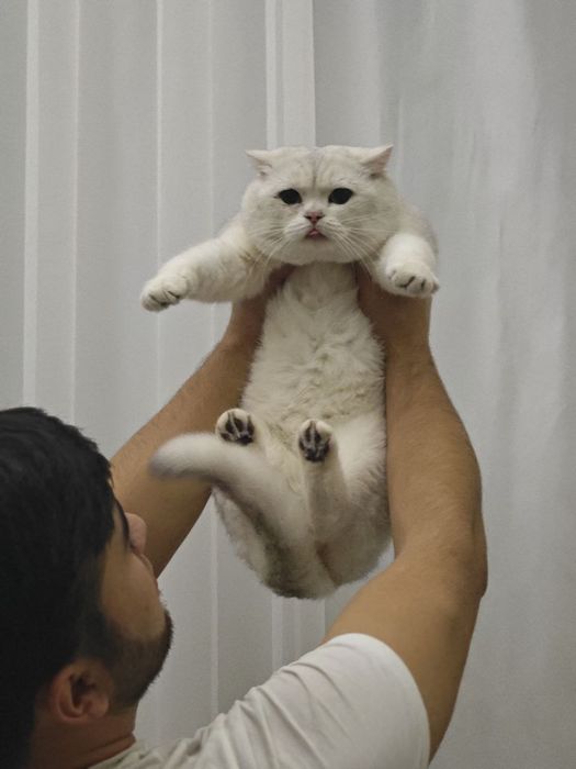 Vyaska hzmati izumrit shinshilla